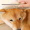 4PCS Pet Grooming Scissors Set Safe Round Tip Dog Grooming Shears 4