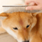 4PCS Pet Grooming Scissors Set Safe Round Tip Dog Grooming Shears 4