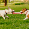 Jaoseko Dog Bite Training Stick Durable Chew Teeth Grinding Toy For Dogs 7