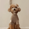 Love Bear Dog Hoodie Warm Winter Pet Shirt For Teddy Yorkshire Small Pets 1