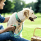 ComfortGuard Reflective Dog Collar For Small Medium Large Dogs 12