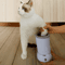 PawPure Automatic Dog Paw Cleaner USB Rechargeable Pet Massager 6