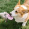 AquaPaws 2in1 Dog Water Bottle For Travel Outdoor Adventures 8