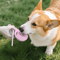 AquaPaws 2in1 Dog Water Bottle For Travel Outdoor Adventures 8