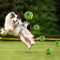 GiggleRoll Interactive Dog Toy Ball With Fun Wobble Sounds 5