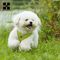 SafeStride Reflective Dog Harness Leash Set For Small Medium Pets 14