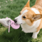 HydroTrail Portable Dog Water Bottle With Folding Drinking Cup 8