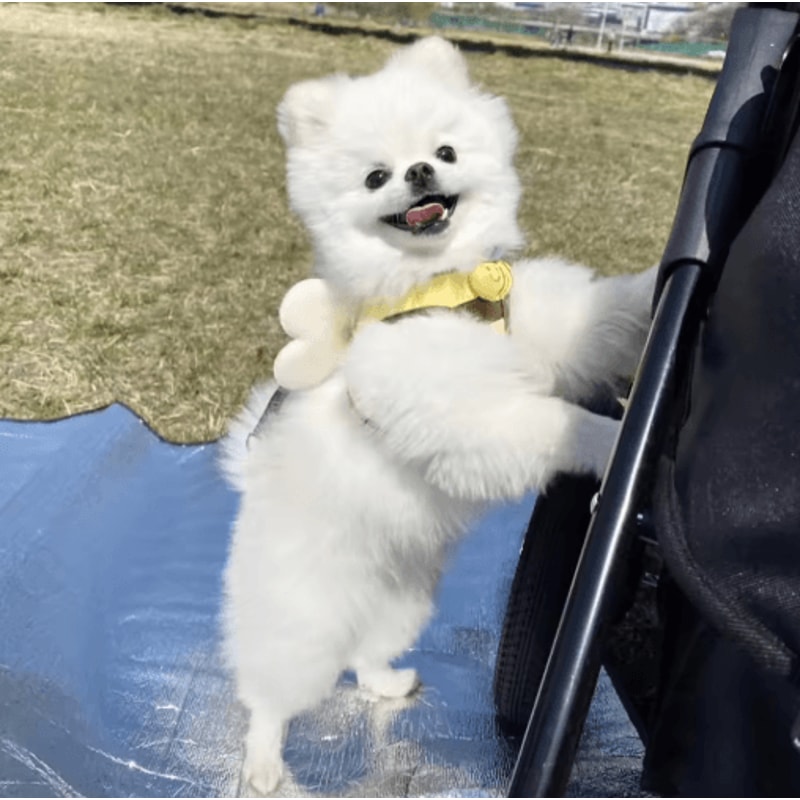 BumblePaws Breathable Dog Harness And Leash Set For Small Pets 2