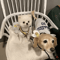 BumblePaws Breathable Dog Harness And Leash Set For Small Pets 3