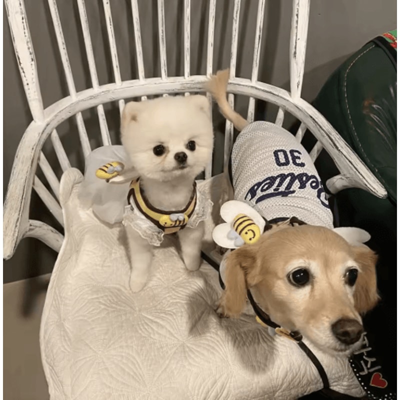 BumblePaws Breathable Dog Harness And Leash Set For Small Pets 3