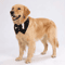 Sucado Elegant Dog Tuxedo Bandana For Weddings Special Occasions 5