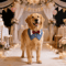Sucado Elegant Dog Tuxedo Bandana For Weddings Special Occasions 6