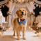 Sucado Elegant Dog Tuxedo Bandana For Weddings Special Occasions 6