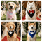 Sucado Elegant Dog Bow Tie Collar For Weddings Special Events 7