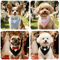 Sucado Elegant Dog Bow Tie Collar For Weddings Special Events 8