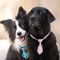 Paw Charm Adjustable Pet Bow Tie Set For Dogs Cats 6