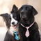Paw Charm Adjustable Pet Bow Tie Set For Dogs Cats 6