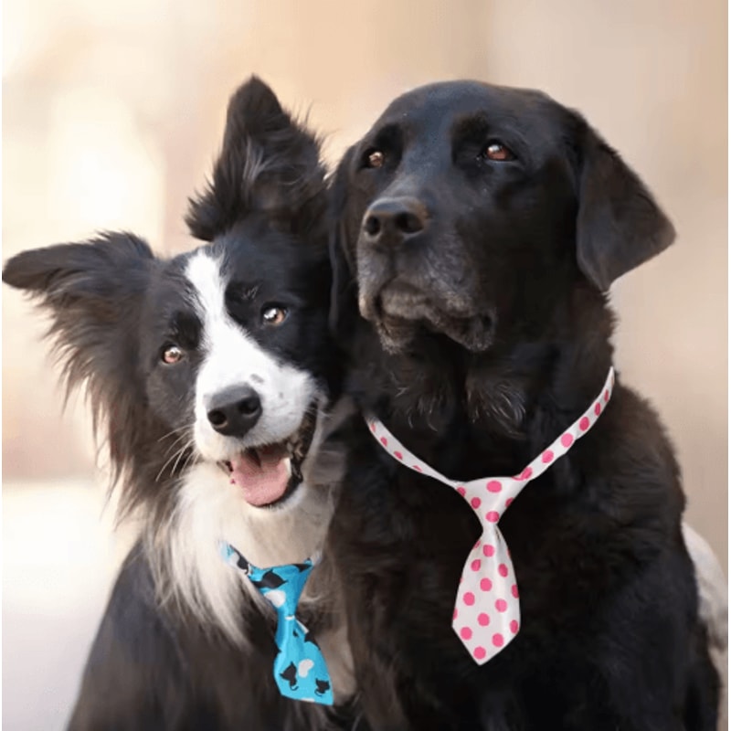 Paw Charm Adjustable Pet Bow Tie Set For Dogs Cats 6