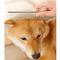 ProTrim 4PCS Pet Grooming Scissors Set Safe Round Tip Dog Cat Grooming Shears 4