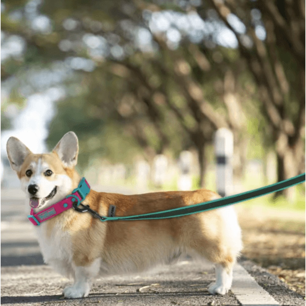 FlexTrail Long Dog Leash Lightweight Training Lead For Small Medium Large Dogs 15M15M 10