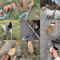 Heavy Duty Braided Rope Dog Leash With Adjustable Slip Collar 15M18M Training Lead 13