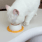 NonSlip Slow Licking Bowl For Dogs Cats Interactive Puzzle Slow Feeder Toy 4