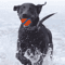 Tough Elastic Dog Fetch Ball Durable Chew Jumping Toy For Dogs Of All Sizes 5
