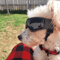 Adjustable Dog Sunglasses With UV Protection Windproof Pet Goggles For Small Medium Dogs 5