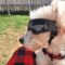 Adjustable Dog Sunglasses With UV Protection Windproof Pet Goggles For Small Medium Dogs 5
