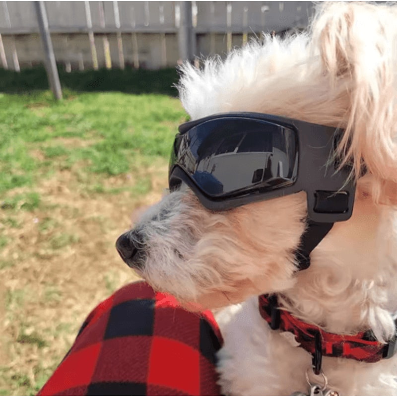 Adjustable Dog Sunglasses With UV Protection Windproof Pet Goggles For Small Medium Dogs 5