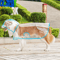Transparent Waterproof Dog Raincoat For Small Large Dogs XS8XL 1