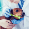 3Sided Pet Toothbrush For Dogs Cats Deep Cleaning Dental Care Brush 5