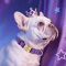 Personalized Waterproof Dog Collar Soft Padded Engraved Nylon Collar For Dogs 10