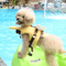 Little Bee Dog Life Jacket Waterproof Swimsuit Harness For Puppies Dogs 2