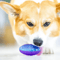 Natural Rubber Squeaky Dog Ball Toy For Chewing Outdoor Play 3