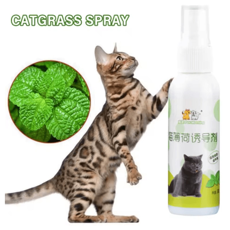 Natural Catnip Spray For Cat Training Play Teeth Cleaning Support 6