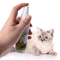 Natural Catnip Spray For Cat Training Play Teeth Cleaning Support 9