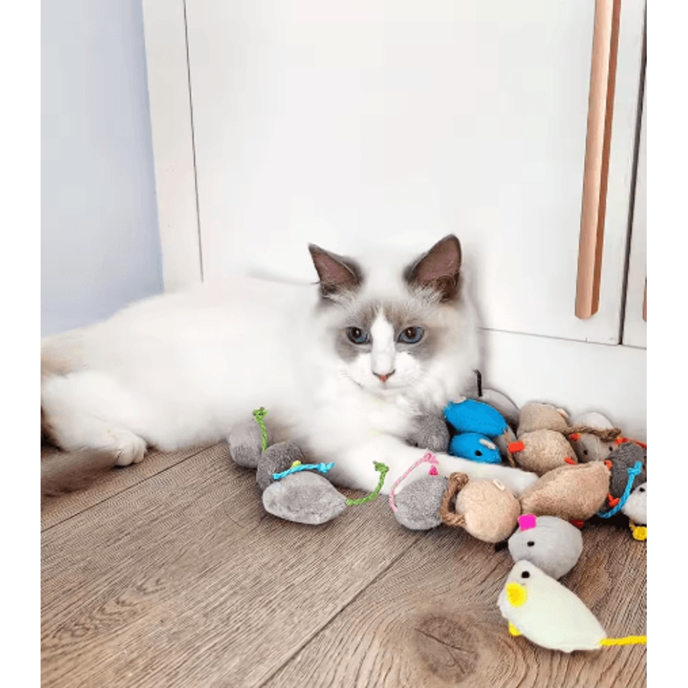 Rattle Catnip Mouse Toys Set For Interactive Indoor Play 4