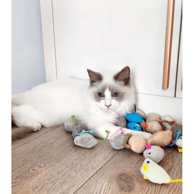 Rattle Catnip Mouse Toys Set For Interactive Indoor Play 4