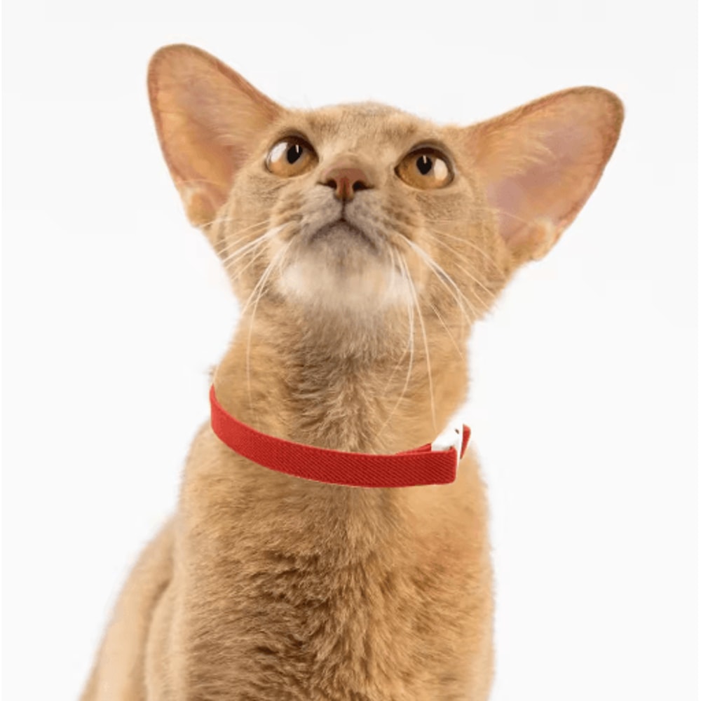 Cute Lightweight Safety Elastic Cat Collar For Cats Puppies 17