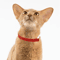 Cute Lightweight Safety Elastic Cat Collar For Cats Puppies 17