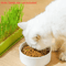 Layered Soilless Cat Grass Growing Kit With Seed Germination Tray 6