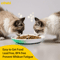 Oitabi 3PCS Ceramic Cat Bowl Set Anti Whisker Fatigue Shallow Food Dishes For Cats 8