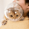 Breathable Cat Head Protection Ball Pet Grooming Safety Mask Swimming Helmet 5
