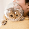 Breathable Cat Head Protection Ball Pet Grooming Safety Mask Swimming Helmet 5
