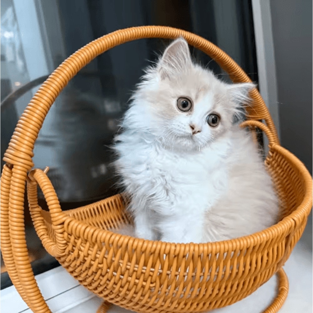 Indoor Cat Hammock With Bracket Cozy Hanging Pet Bed For Cats Small Pets 4