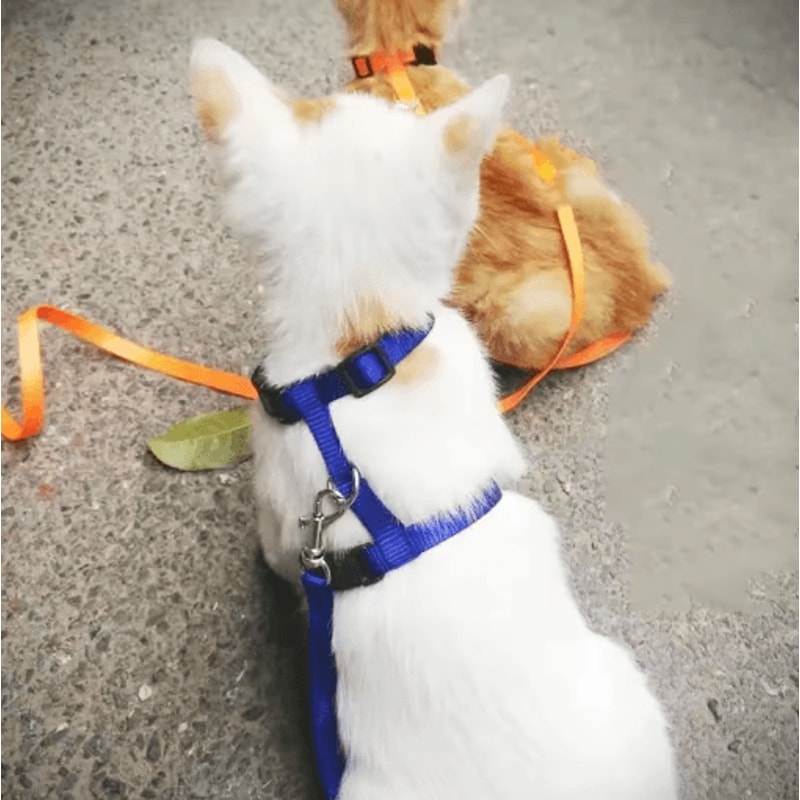 Escape Proof Pet Harness And Leash Set For Small Dogs Cats 15