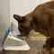 NonSlip Double Pet Bowl With Stand Elevated Food Water Feeder For Cats Dogs 9