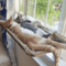 Premium WindowMounted Cat Hammock HeavyDuty Hanging Bed Sunny Perch For Cats 11
