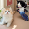 Interactive Wrestling Cat Puppet Toy Poseable Plush Animal For Indoor Play 4